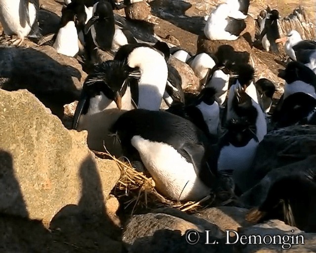 Pingüino Saltarrocas Meridional (chrysocome) - ML201688711