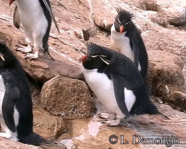 Pingüino Saltarrocas Meridional (chrysocome) - ML201688721
