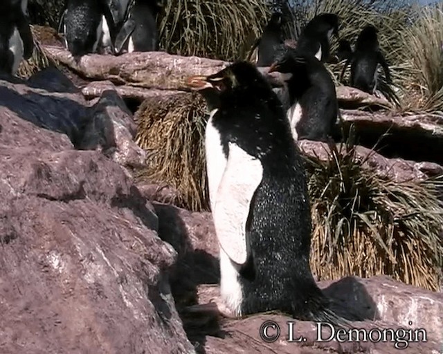 Pingüino Saltarrocas Meridional (chrysocome) - ML201688761