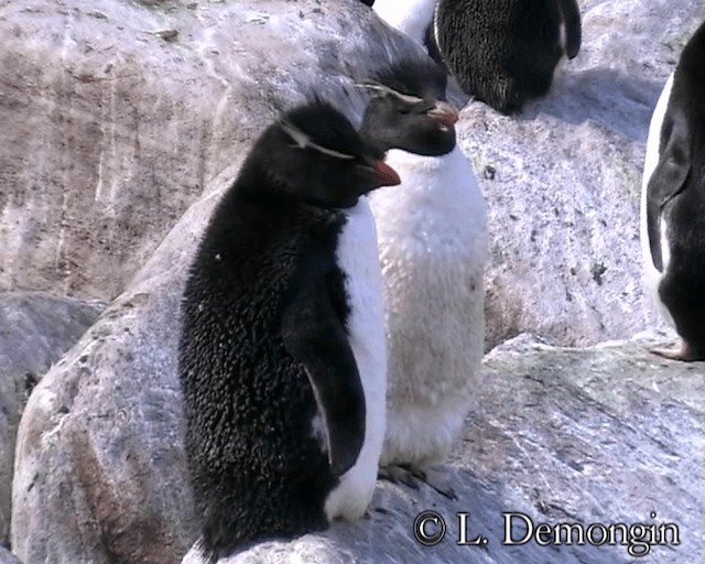 Pingüino Saltarrocas Meridional (chrysocome) - ML201688801