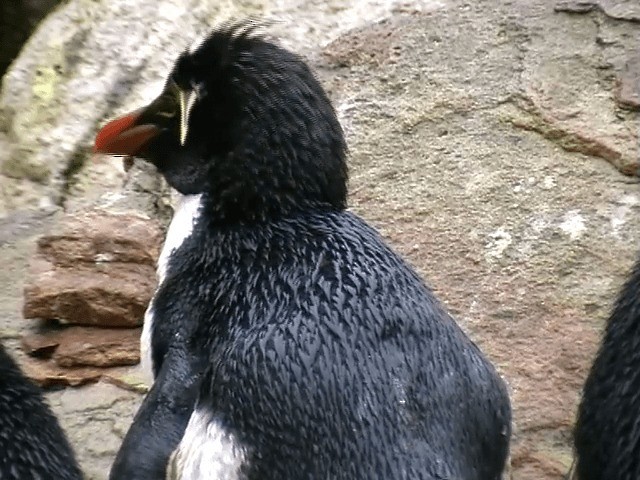 Pingüino Saltarrocas Meridional (chrysocome) - ML201689081