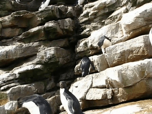 Southern Rockhopper Penguin (Western) - ML201689091