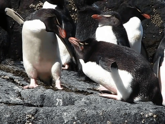 Pingüino Saltarrocas Meridional (chrysocome) - ML201689111