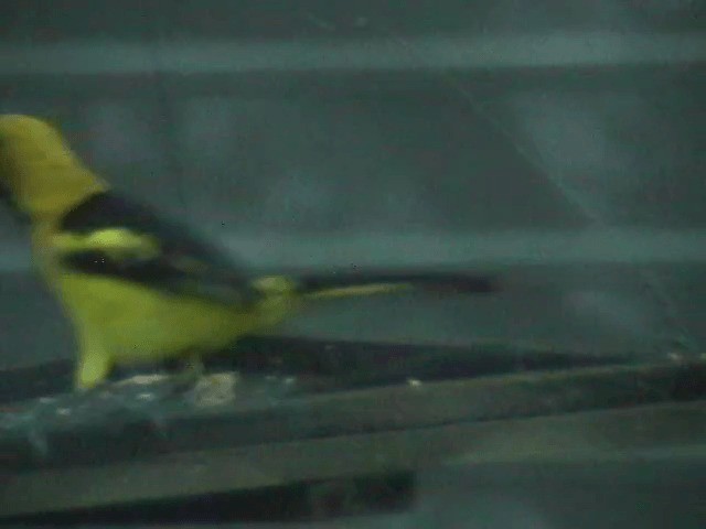 Yellow-tailed Oriole - ML201689441