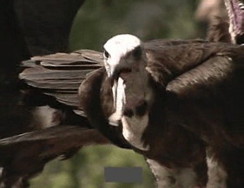 Hooded Vulture - ML201689891