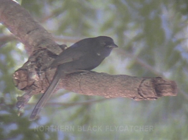 Northern Black-Flycatcher - ML201689941
