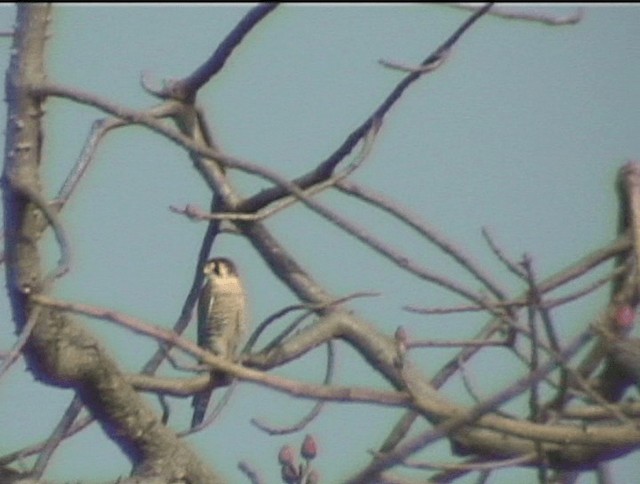 Red-necked Falcon (African) - ML201689981