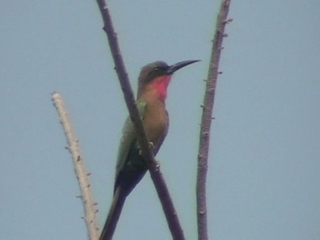 Red-throated Bee-eater - ML201690001