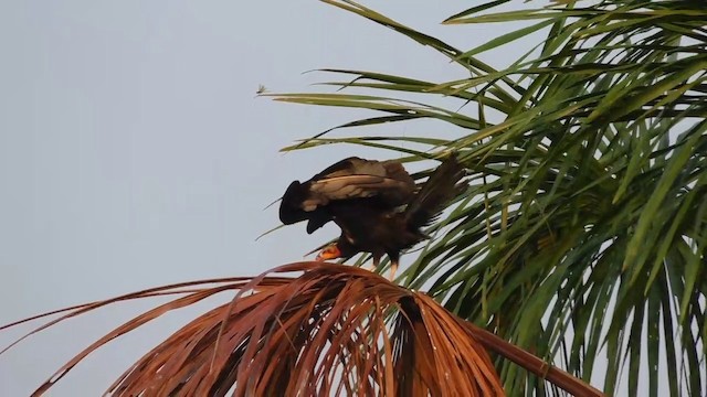 Lesser Yellow-headed Vulture - ML201690091