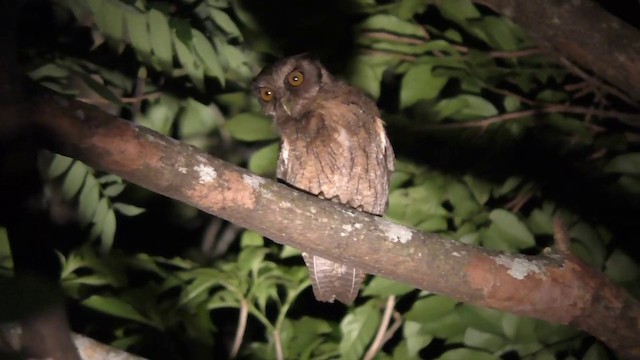 Tawny-bellied Screech-Owl (Austral) - ML201690181