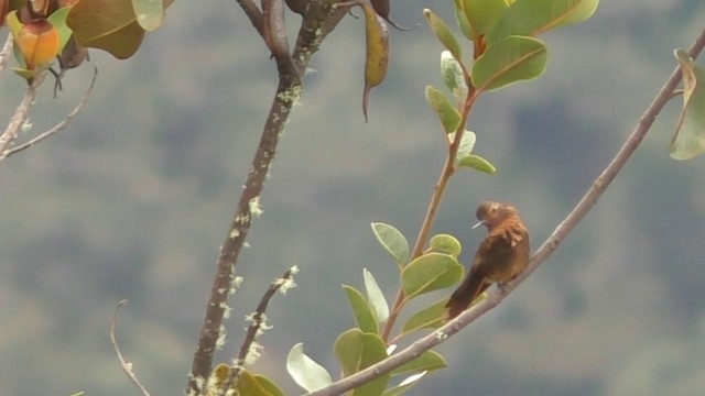 kolibřík duhovohřbetý - ML201690241