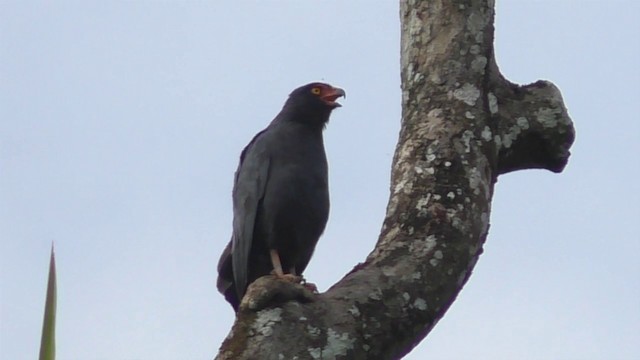  - Slate-colored Hawk