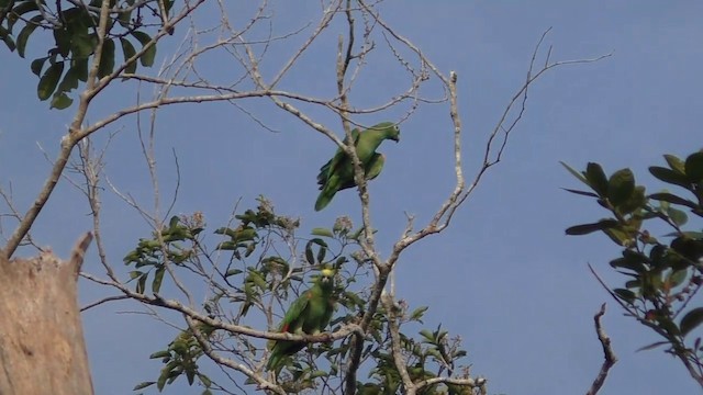 Yellow-crowned Parrot - ML201690301