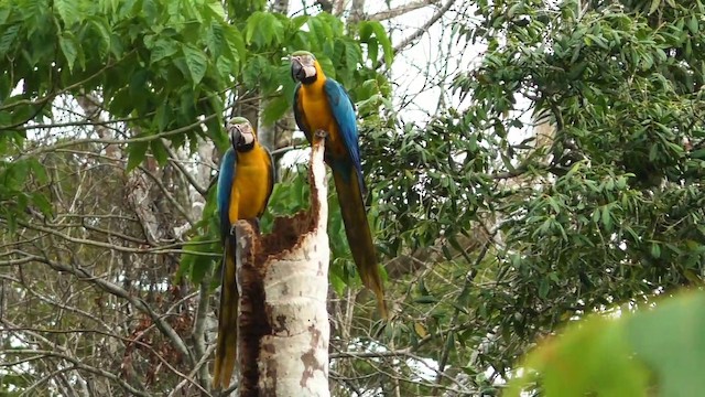 Blue-and-yellow Macaw - ML201690321