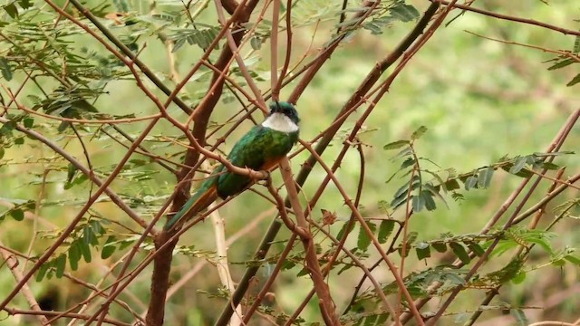 Rufous-tailed Jacamar (Spot-tailed) - ML201690351
