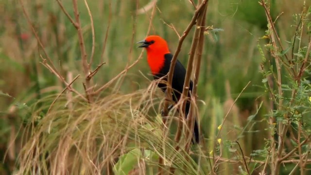 Scarlet-headed Blackbird - ML201690361