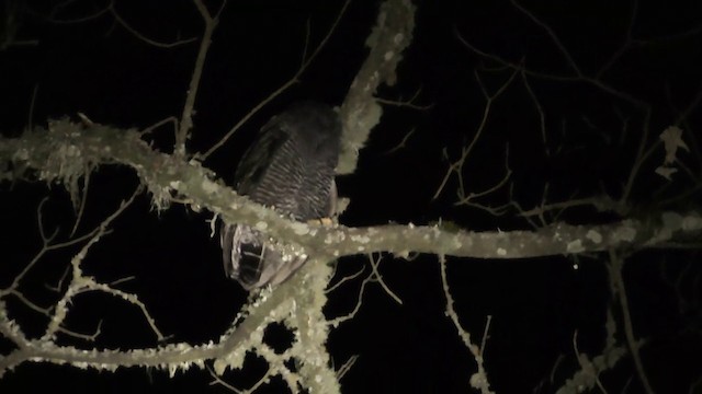 Black-banded Owl - ML201690381