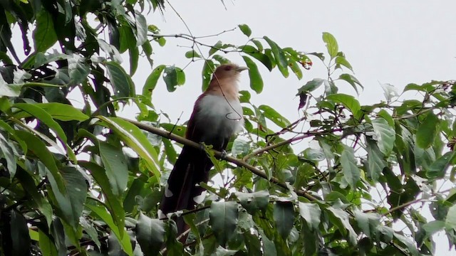 Squirrel Cuckoo (Amazonian) - ML201690521
