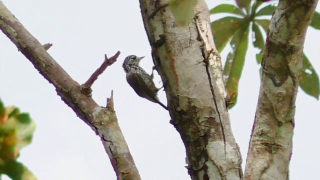 White-wedged Piculet - ML201690591