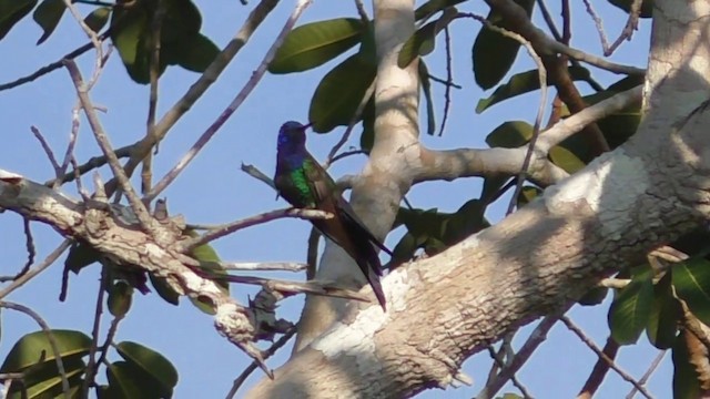 Swallow-tailed Hummingbird - ML201690661