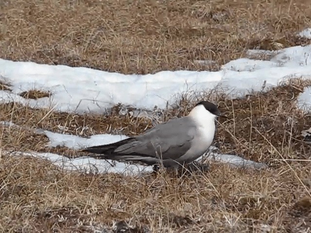Long-tailed Jaeger - ML201690971