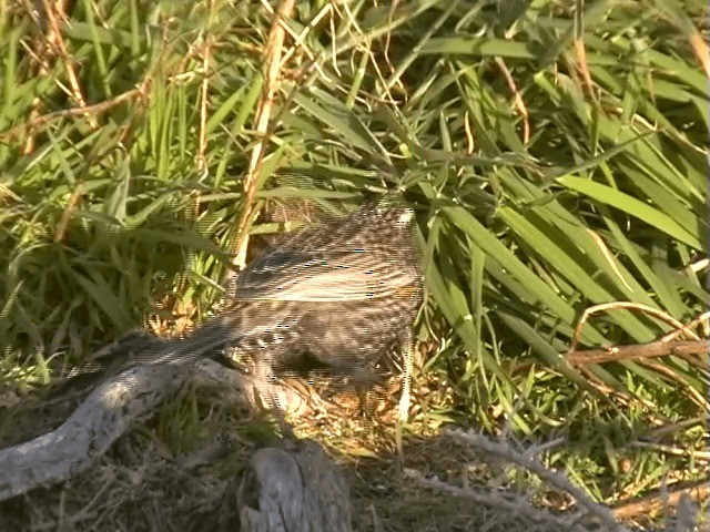 Long-tailed Meadowlark - ML201691271