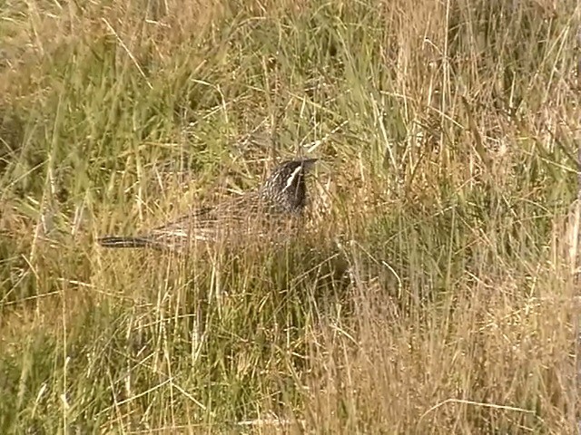 Long-tailed Meadowlark - ML201691281