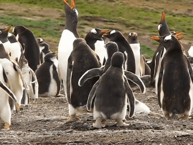 Gentoo Penguin - ML201691451