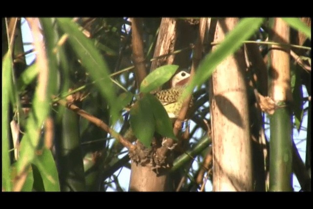 Green-barred Woodpecker (Green-barred) - ML201691731