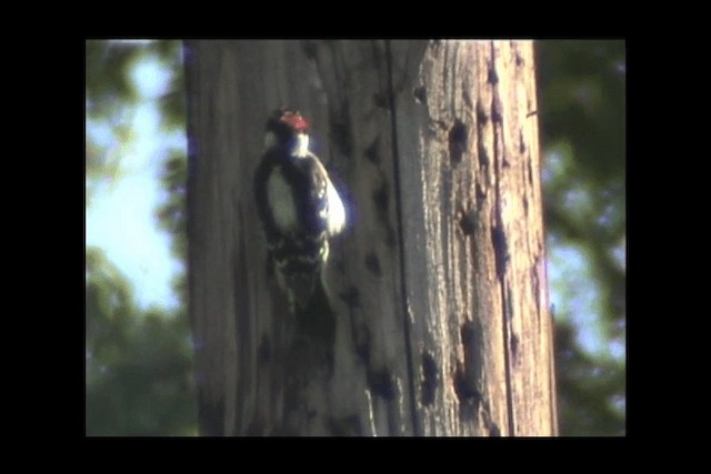 Downy Woodpecker (Pacific) - ML201692111