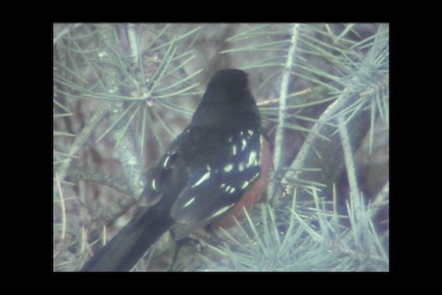 Spotted Towhee - ML201692211