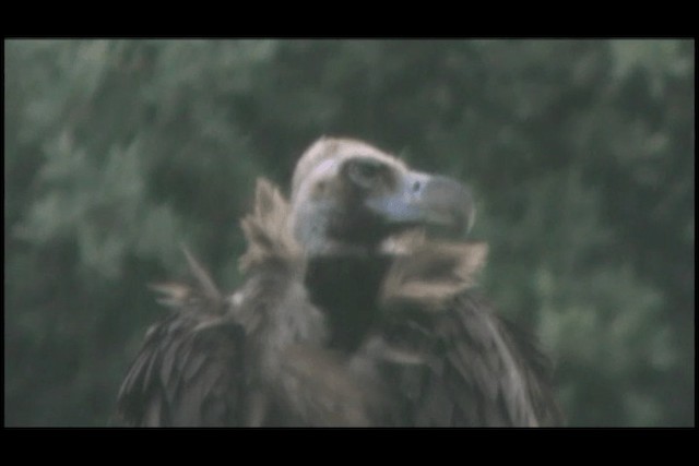 Cinereous Vulture - ML201692281