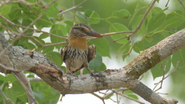Spot-backed Puffbird (Chaco) - ML201692341