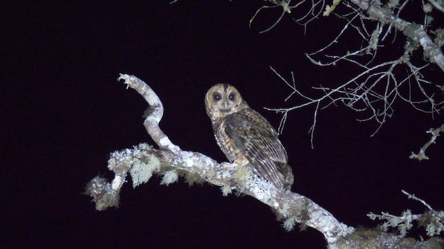 Rufous-banded Owl - ML201692361