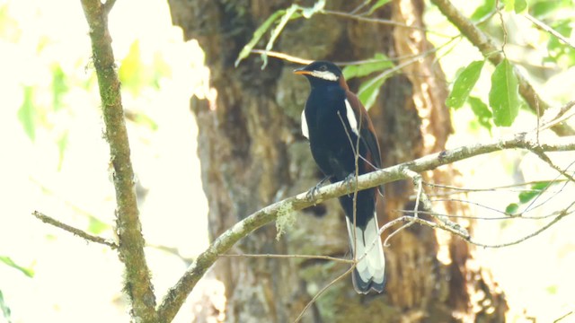 White-eared Solitaire - ML201692371