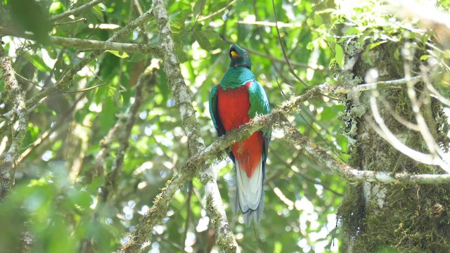 Crested Quetzal - ML201692391
