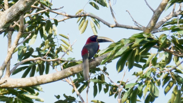 Red-necked Aracari (Western) - ML201692611
