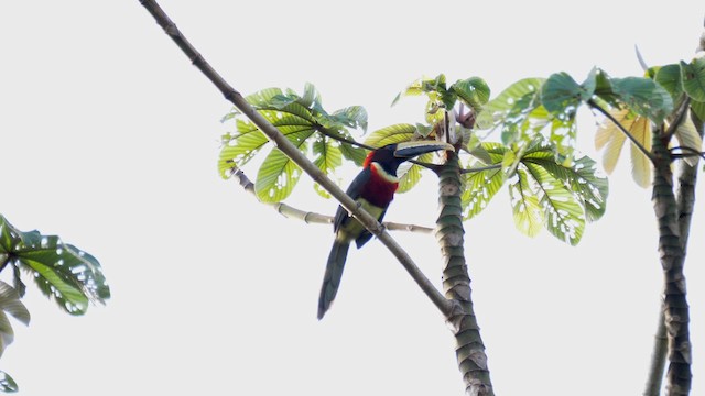 Red-necked Aracari (Western) - ML201692621