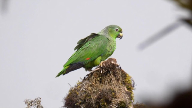 Scaly-naped Parrot - ML201692641