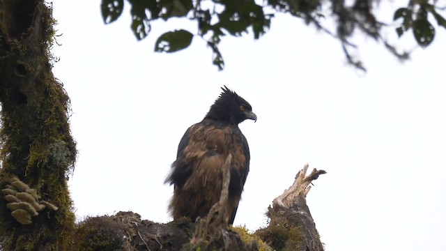 Black-and-chestnut Eagle - ML201692711
