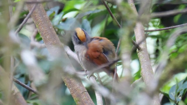 Light-crowned Spinetail (Buffy-crowned) - ML201692731