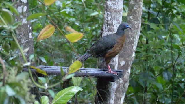 Sickle-winged Guan - ML201692911