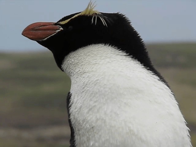 Snares Penguin - ML201693501