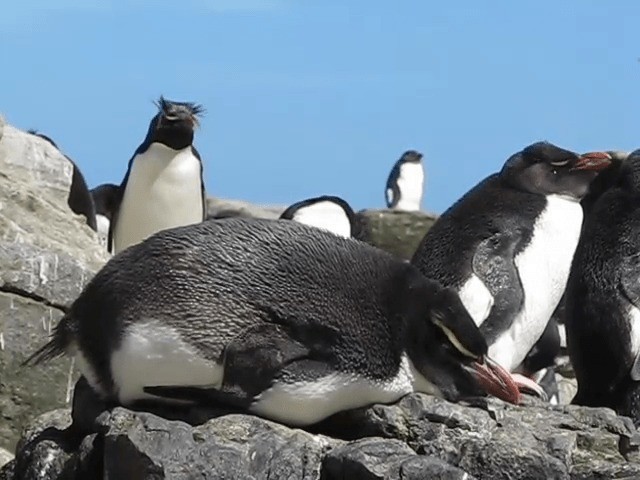Pingüino de las Snares - ML201693521