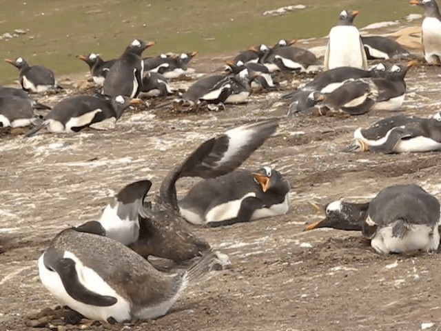 Brown Skua (Falkland) - ML201693571