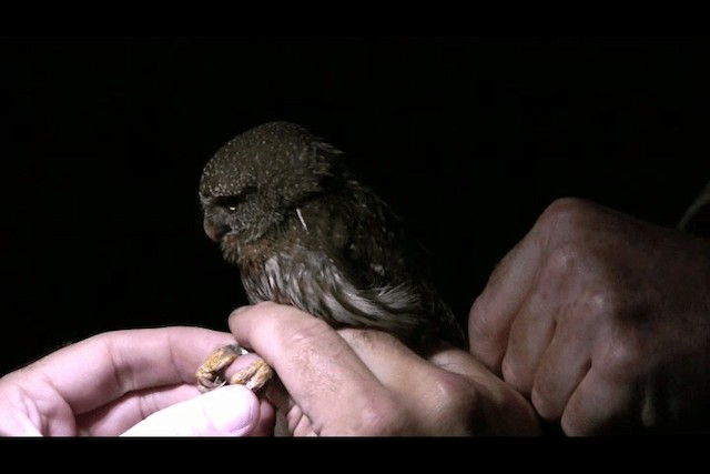 Northern Pygmy-Owl (Pacific) - ML201693701