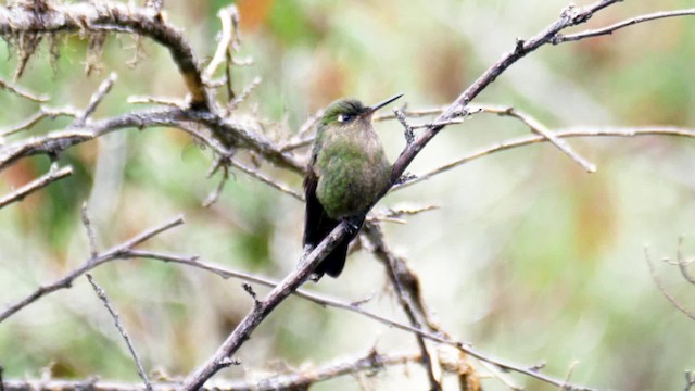 kolibřík šupinkatý - ML201694491