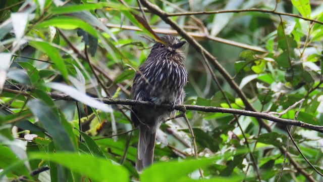 Black-streaked Puffbird - ML201694521