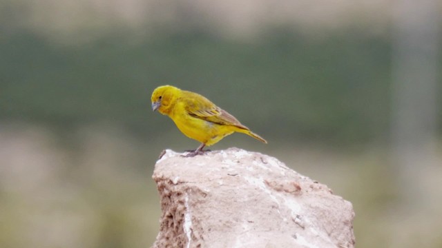 Puna Yellow-Finch - ML201694531