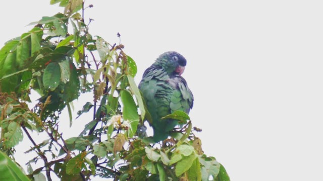 Папуга-червоногуз зеленоголовий - ML201694601